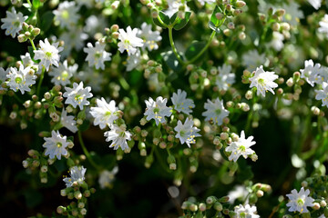 Desert Wishbone (Mirabilis laevis) bloom in the high desert of Nevada.
