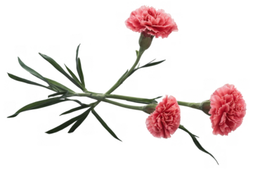 Pink carnation flowers with green leaves, beautifully presented on a transparent, white background, png formatted