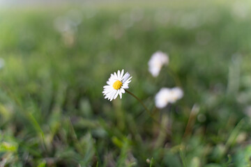 daisies in a field