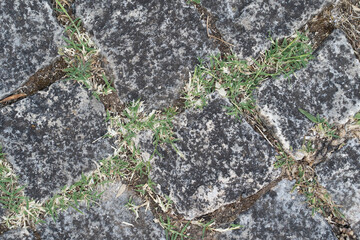 green moss on stone