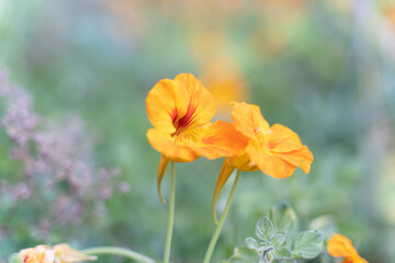 orange poppy flowers