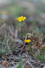 yellow dandelions in the grass