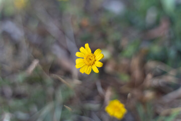 yellow flowers in the garden