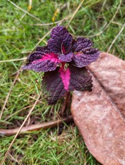 Fototapeta premium Beautiful colourful leaf plant in the garden