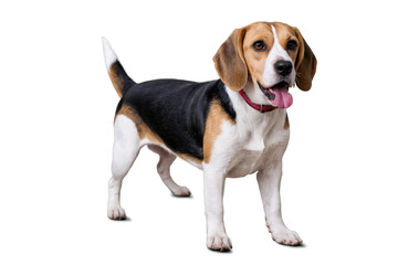 Image of a Beagle dog with its face blurred, focusing on the breed's body and posture on a white background