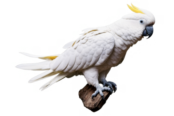 A sulphur-crested cockatoo, with its distinctive yellow crest, is perched on a branch against a transparent, white background, in png