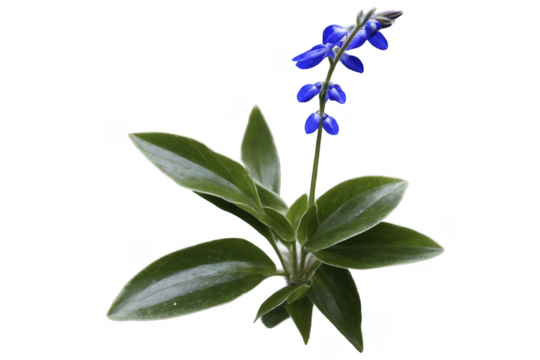 This image presents a single blue scilla flower with green leaves, isolated on a transparent, white background, available in png format