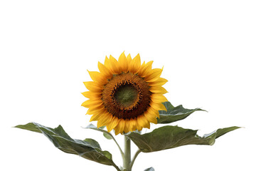 Fototapeta premium A vibrant sunflower standing out against a transparent, white background, perfect for a transparent png