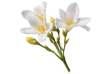 Obraz premium Freesia flowers with buds bloom against a transparent, white background in png format, showcasing the delicate petals and vibrant yellow centers