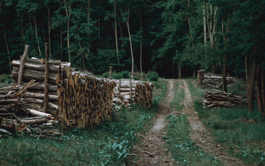Stack of Cut Wood in Rural Forest in Eastern Europe - Sustainable Forestry Practices