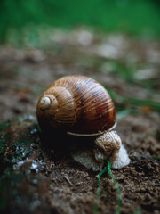 Close-Up of Snail in Green Nature Setting - Natural Wildlife Photography