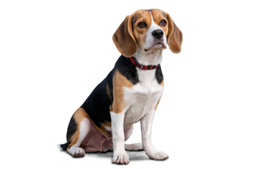 Beagle dog seated with its face blurred out, on a white, transparent background, png