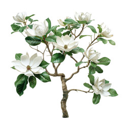 A flowering magnolia tree with large, fragrant white blossoms and glossy green leaves, isolated on white background, capturing the elegance of spring