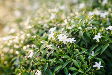 White gardenia flowers blooming in the front garden. Popularly planted as a fence plant.