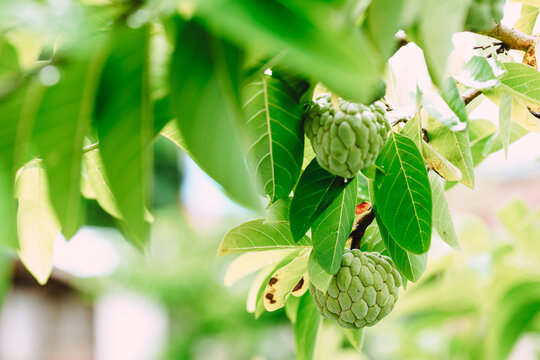 Custard apple hanging on the tree