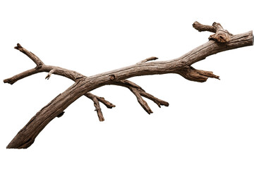Detailed wooden branch on a transparent, white background, png, for nature-related designs and decorations