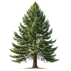 Fototapeta premium A towering pine tree with dense, dark green needles and a textured bark, isolated on white background, embodying the essence of evergreen beauty
