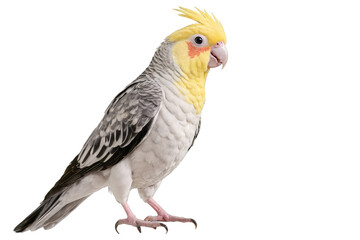 Profile view of a Cockatiel bird standing, isolated for transparent usage on a white background