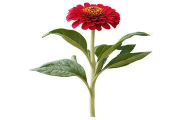 Vivid red zinnia flower with a green stem isolated, transparent, white background, png, ideal for botanical designs
