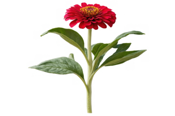 Vivid red zinnia flower with a green stem isolated, transparent, white background, png, ideal for botanical designs
