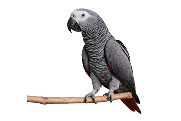 Obraz premium Detailed image of a gray African parrot perched on a branch with a transparent, white background, png, format