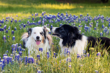 Two border collies having a lovely moment and sharing a secret in a field of Texas bluebonnets.