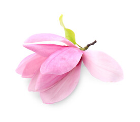 Beautiful pink magnolia flower isolated on white