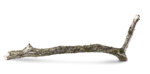 Obraz premium Old dry tree branch isolated on white