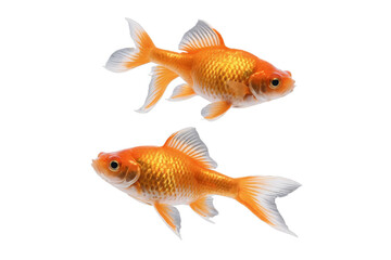 Fototapeta premium Two golden fish with shimmering scales appear to swim together on a transparent, white background, png, suitable for creative projects