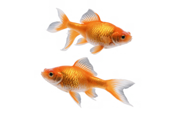 Two golden fish with shimmering scales appear to swim together on a transparent, white background, png, suitable for creative projects