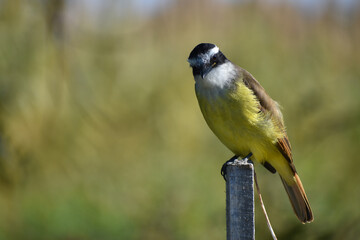 great kiskadee (Pitangus sulphuratus) (bienteveo comun) in a public park in Buenos Aires city