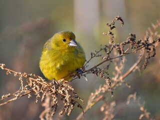 saffron finch (Sicalis flaveola) perching in the wild eating seeds
