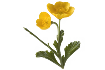 Vibrant yellow buttercup flowers with green leaves, transparent and png format on a white background