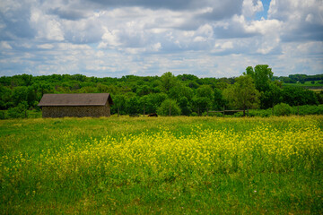Pioneers Park Summer Prairie in Lincoln, Lancaster County, Nebraska, USA