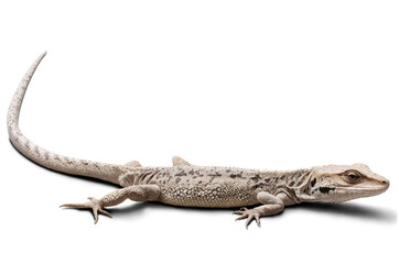 A savannah monitor lizard, presented on a white background with a transparent png for educational content