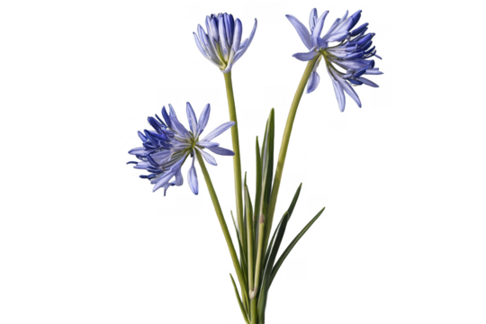 Beautiful cluster of blue agapanthus flowers on a transparent, white background, png, with vibrant colors