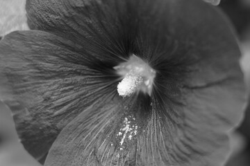 タチアオイの接写