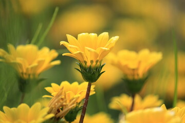 ガザニアの花の接写