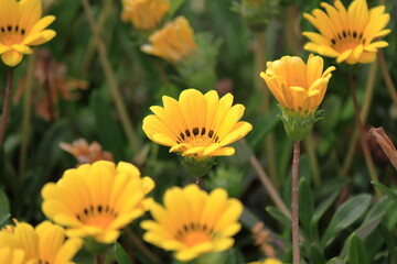 ガザニアの花の接写