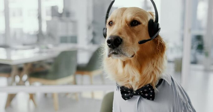 Office, laptop and professional dog with headset, support and online networking for animal at desk. Consultant, agent or Golden Retriever at call center with business career in pet friendly workplace