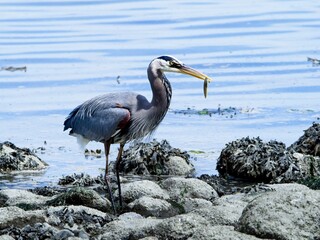 Great Blue Heron eating fresh caught eel at the rocky shore of Sidney BC