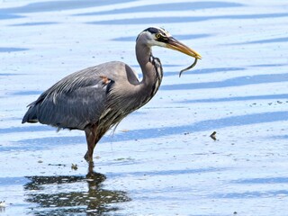 Great Blue Heron eating fresh caught eel at the rocky shore of Sidney BC