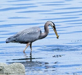 Great Blue Heron eating fresh caught eel at the rocky shore of Sidney BC