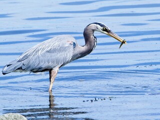 Great Blue Heron eating fresh caught eel at the rocky shore of Sidney BC