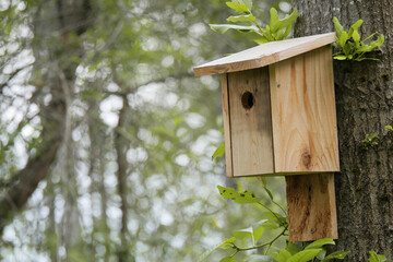 Birdhouse in the forest at Maplewood Mudflats Wild Bird Trust during a spring season in North Vancouver, British Columbia, Canada
