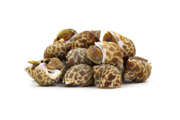 Roasted Sweet shellfish isolated on white background. Fresh seafood.