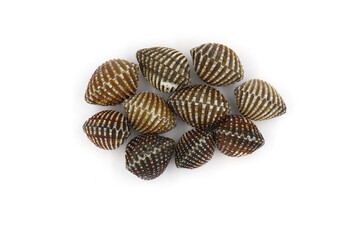 Fresh cockles  on a white background. Natural seafood.