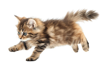 A fluffy kitten mid-pounce, isolated on white background, capturing a moment of playful energy and boundless curiosity
