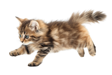 A fluffy kitten mid-pounce, isolated on white background, capturing a moment of playful energy and boundless curiosity