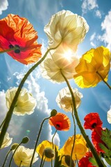 Obraz premium Poppies